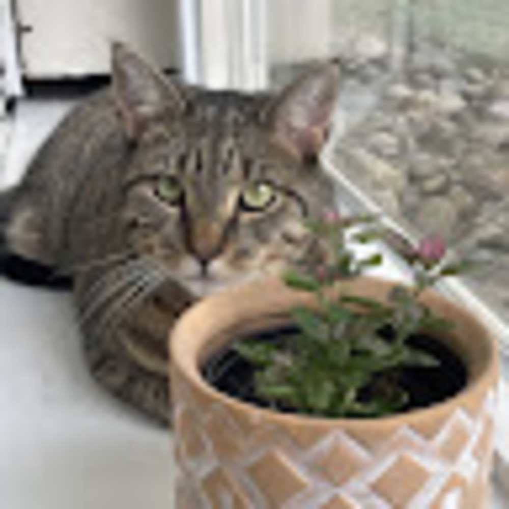 Meet your Posher, Anyi